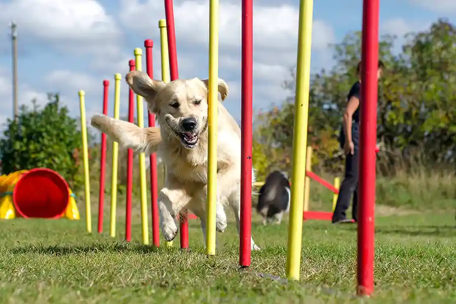 Funny Village Dog Agility